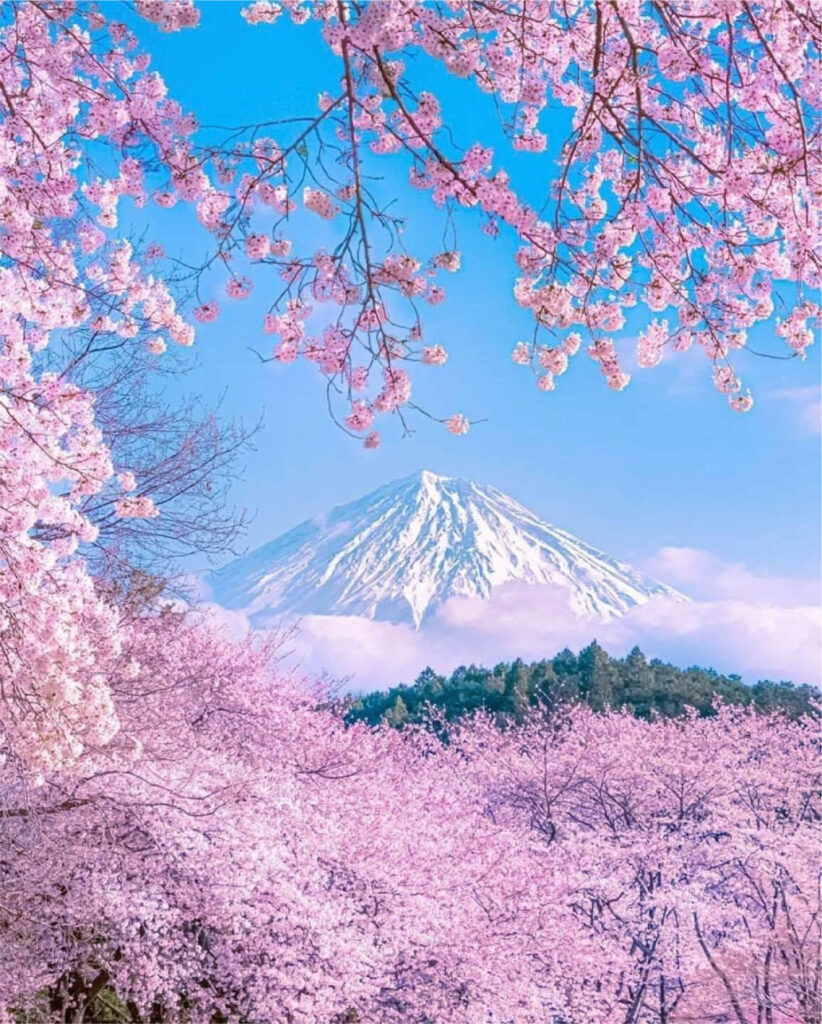 Mt. Fuji framed by cherry blossoms, Japan