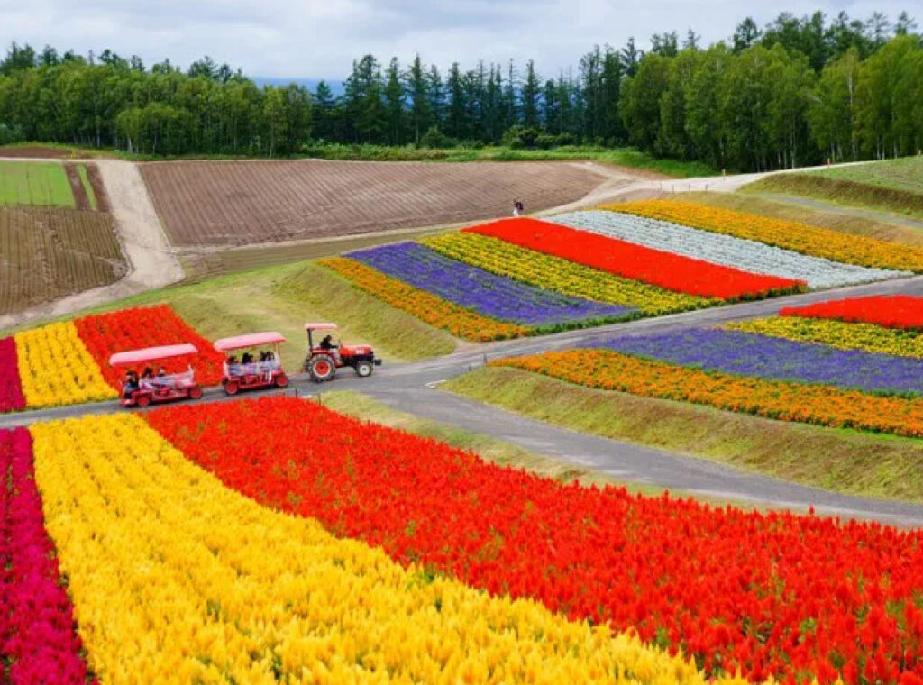 Colourful flower fields in Furano, Hokkaido, Japan