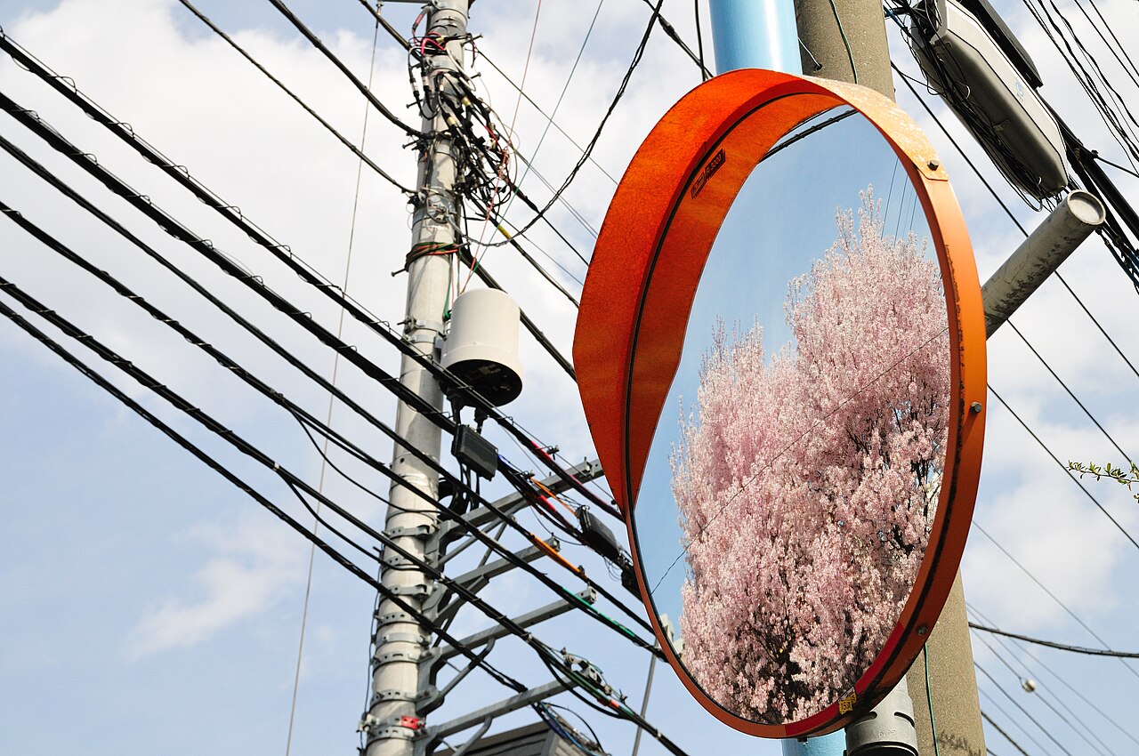 Cherry blossom near Zenpukuji river, Tokyo; March (15)