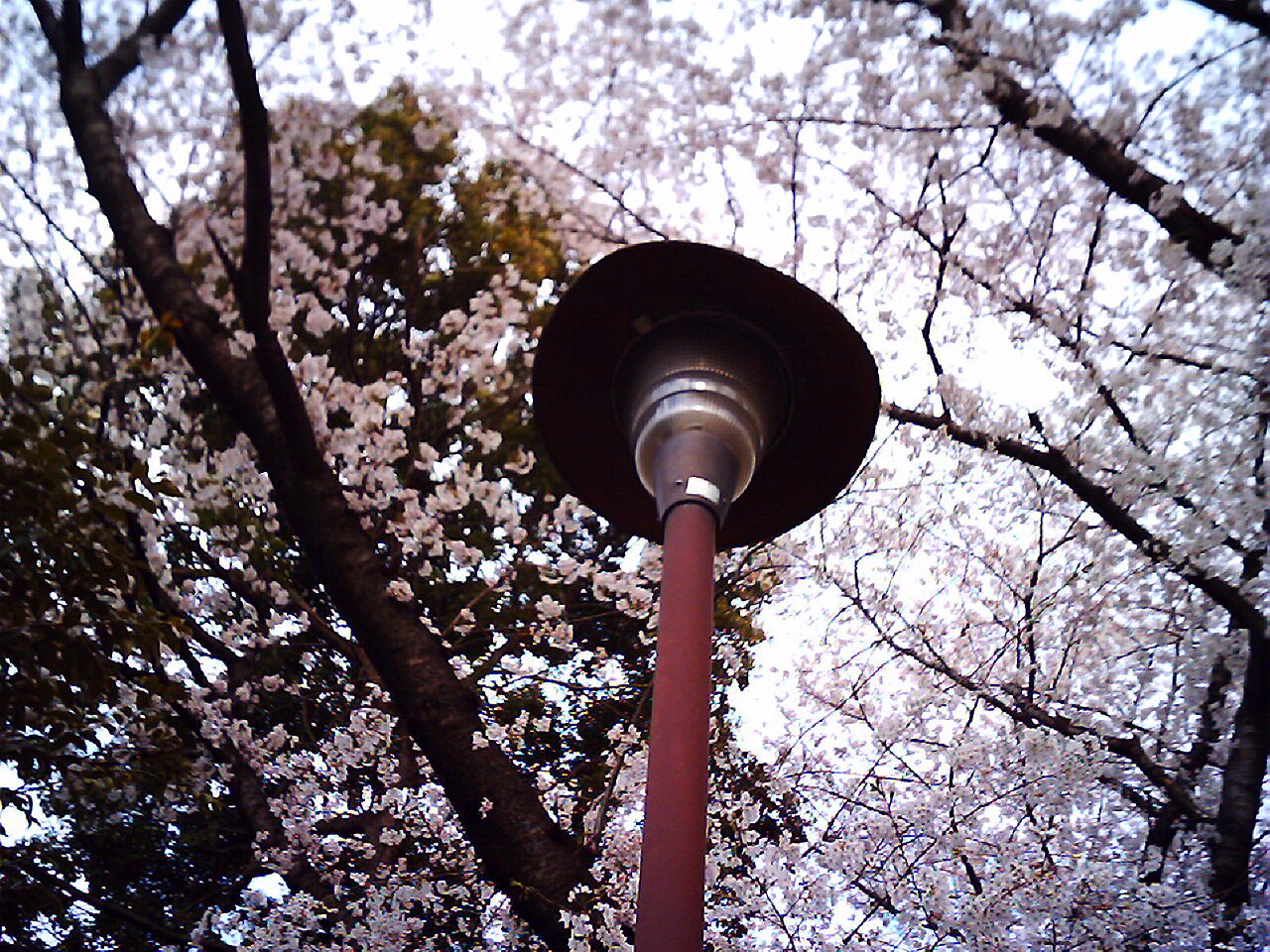Cherry blossom near Zenpukuji river, Tokyo; July (06)