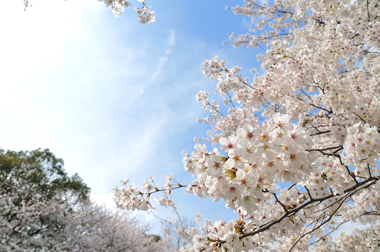 Cherry blossom near Zenpukuji river, Tokyo; March (23)