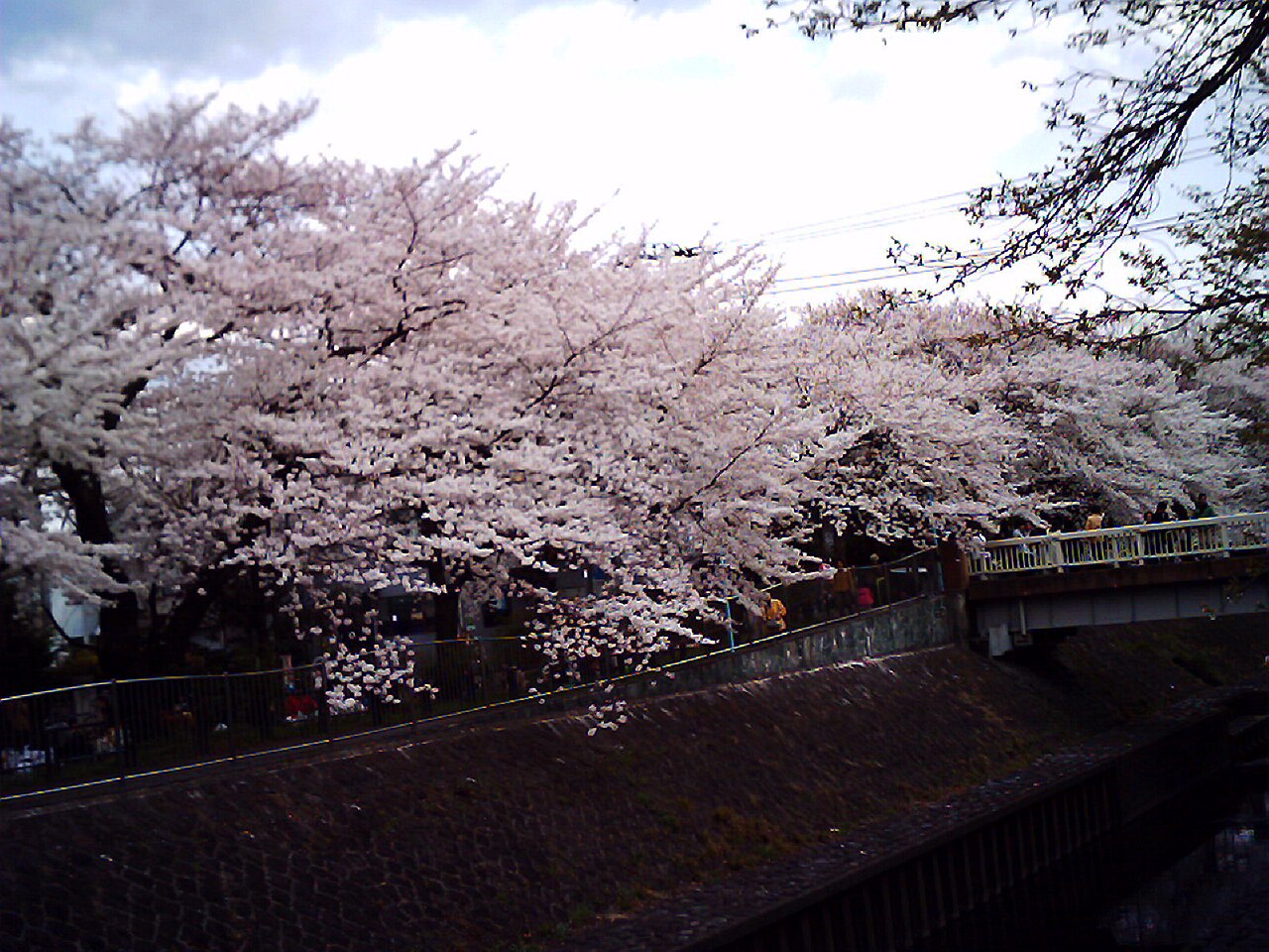 Cherry blossom near Zenpukuji river, Tokyo; July (07)