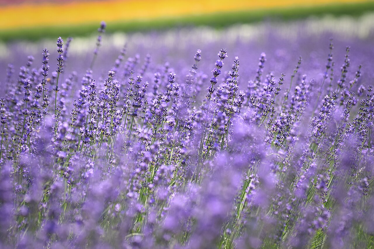 Sightseeing spot in Furano, Hokkaido Prefecture; July (04)