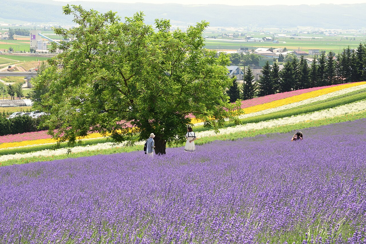 Sightseeing spot in Furano, Hokkaido Prefecture; July (03)