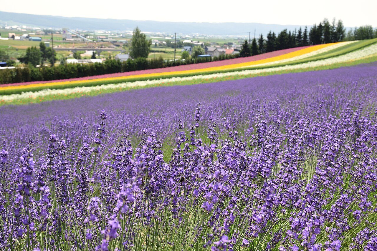 Sightseeing spot in Furano, Hokkaido Prefecture; July (02)