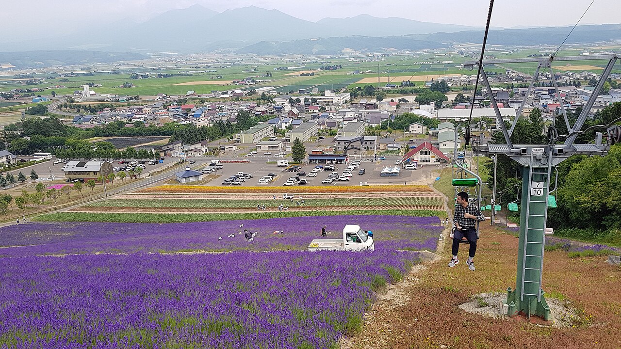 Lavender fields, Furano ()