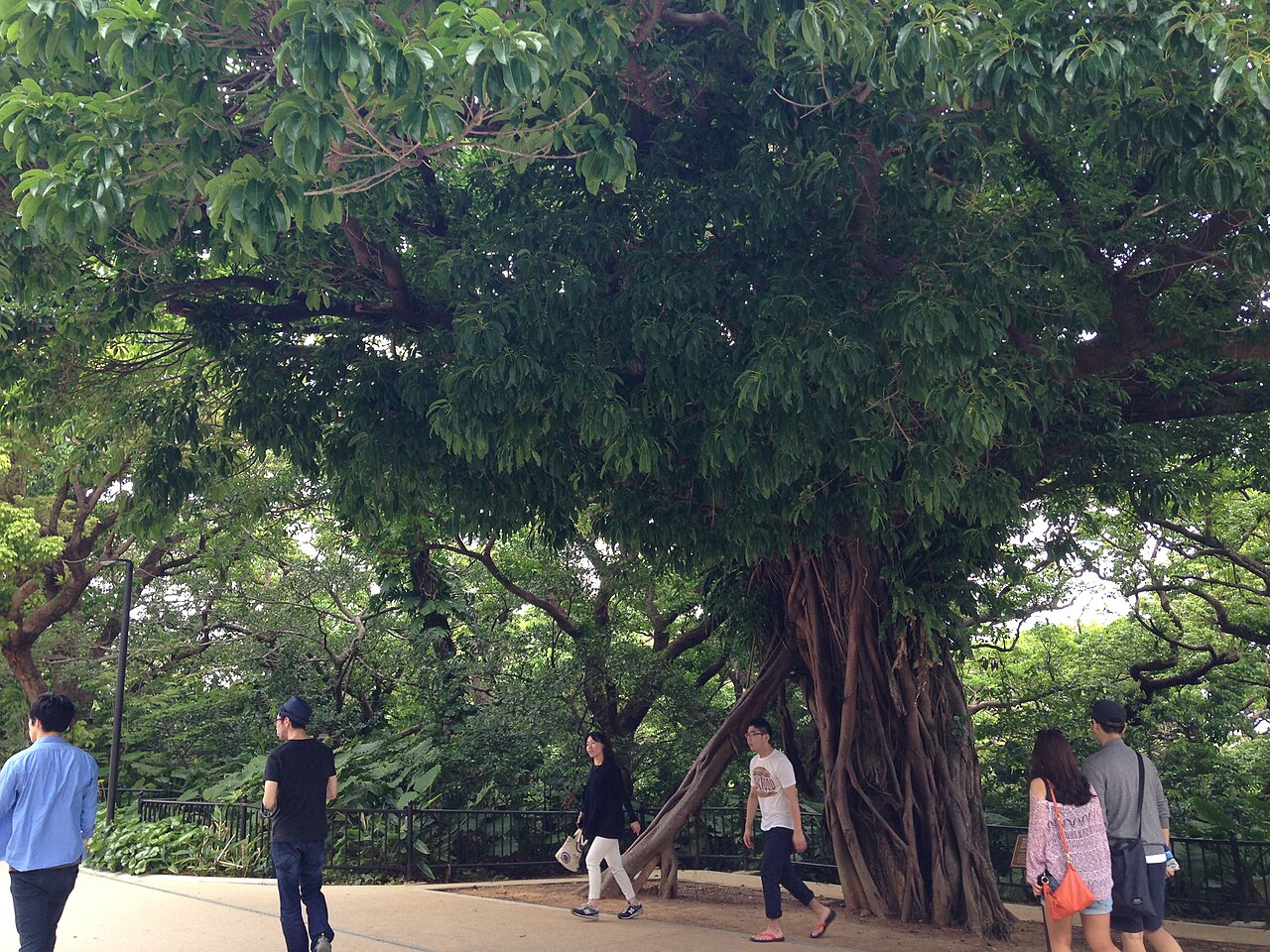 Ficus microcarpa near Kyukeimon (Hokori Ujo) Gate